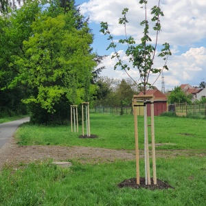 Zeleň u potoka